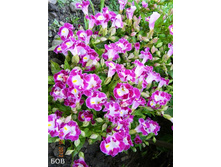 ������� �ݣ.jpg