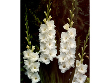 ��������� ��������� 96�.jpg