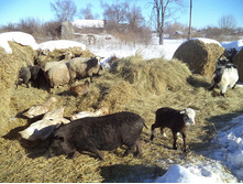 ���� ��������