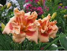 �������� ����� ������ ����� 298,8�