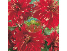 �������� ������� ������.jpg