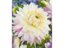 �������� ���� 102�