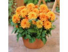 �������� �����������.png