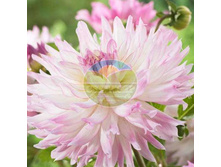 �������� ����� �����.jpg