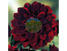 �������� ������� ����.jpg