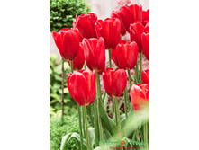 ������� ���� ��� �������