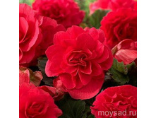 ������� �������� �������� 86,4�