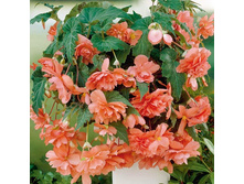 ������� ��������� ����������� 105,6�