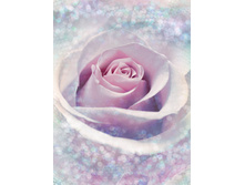 XXL2-020 Delicate Rose  184-248�� �������� 2237���