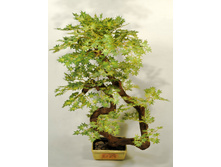 �� 70/2�/��/06 - 2650