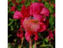 ����� ������. ������� �����.jpg