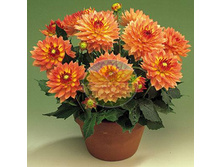 �������� ������� ����� 35 ��.jpg