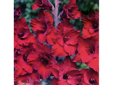 ��������� �������� 96�.jpg