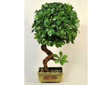 �� 50/��/172 - 3445