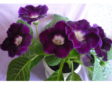 ��������� ��������  3�� 176,4�.jpg