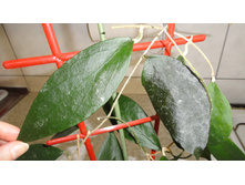 ������� - ������� ���� ..