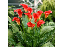 ����� ��� ���� 244,8� 3��.jpg