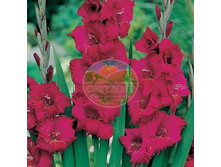 ��������� �������� 12.jpg