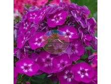 ����� ����.jpg