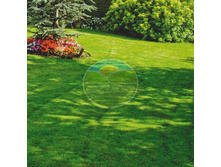 ����� Shadow 1 ��.jpg