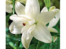 ����� ��������� ���� 300� 5 ��.jpg