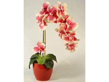 �� 55/33 - 790 ������ 25%