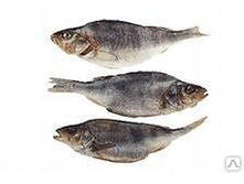 ����� - 255 �..jpg