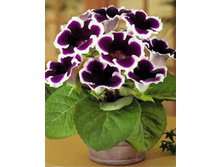 ��������� ������ ���������  3�� 198�.jpg