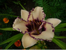 �������� �������� ������ 298,8�