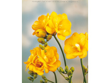 ������  �������� ������ 10�� 74,4�.jpg