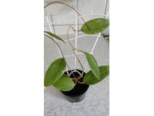 ����������� ....