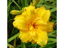 �������� �������� 219,5�.jpg