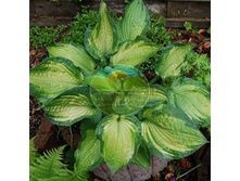 ����� ������.jpg