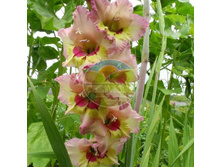 ��������� ������� 12.jpg