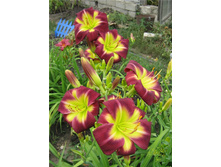 �������� ���� ����� 142,8�