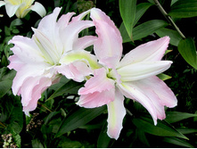 ����� ���� ���� 448