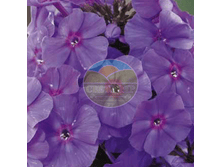 ����� �������.png