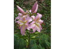 ����� �������� 228� 5��.jpg