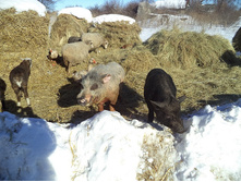 ���� ��������