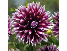 ��������  ���� ������ 96�