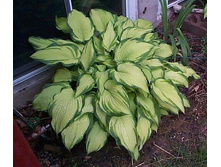 ����� ������� ����������  70,8�