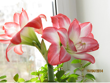 No10 �������1.JPG