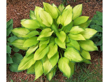 ���� ��������  62,5�.jpg