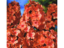 ����� ����� �������� 54�