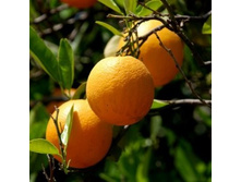 ��������� �������� ������ ������� �����.jpg