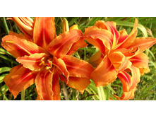 �������� ������� ����� 214,8�