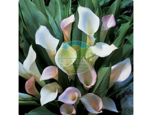 ����� ������� 14.jpg