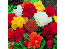 ������� ��������� �����.png