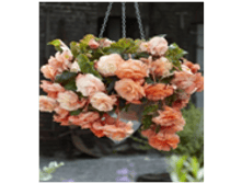 ������� ��������� ����������� 105,6�