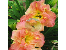 �������� ����� �����.jpg